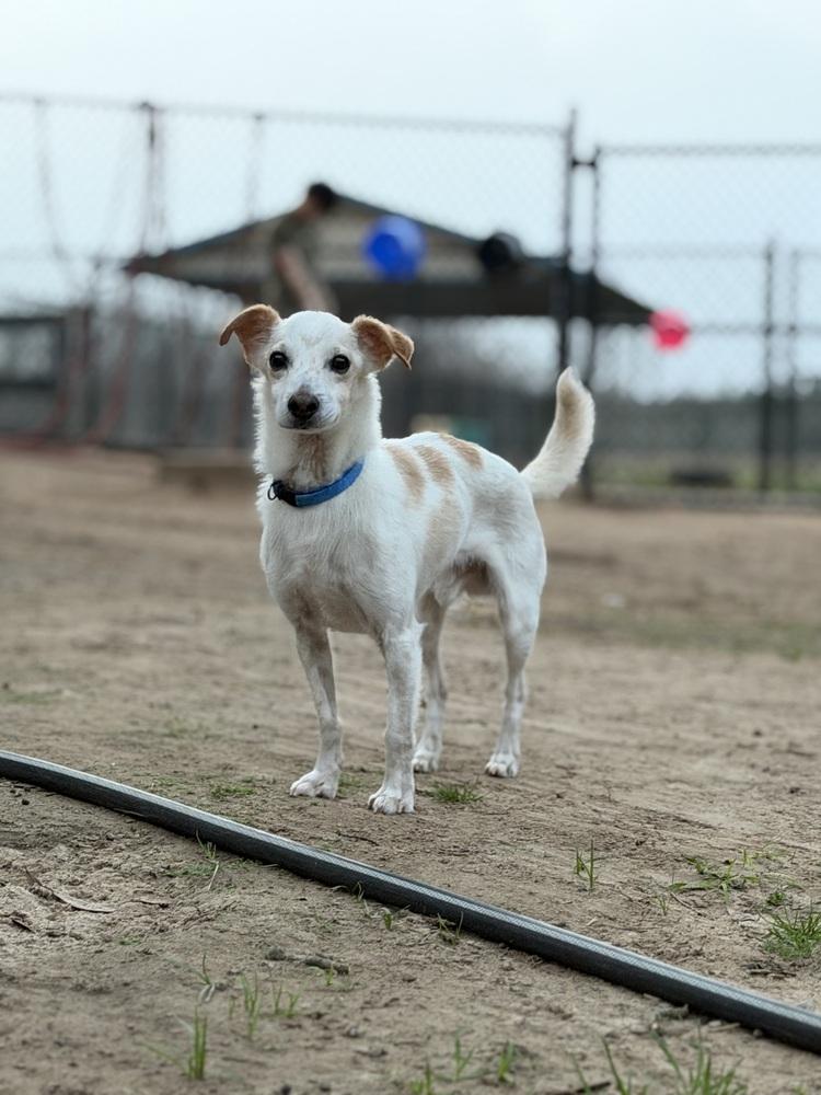 Enlarge Fletch, a Adoptable mixed breed in Richmond, TX image 1/6