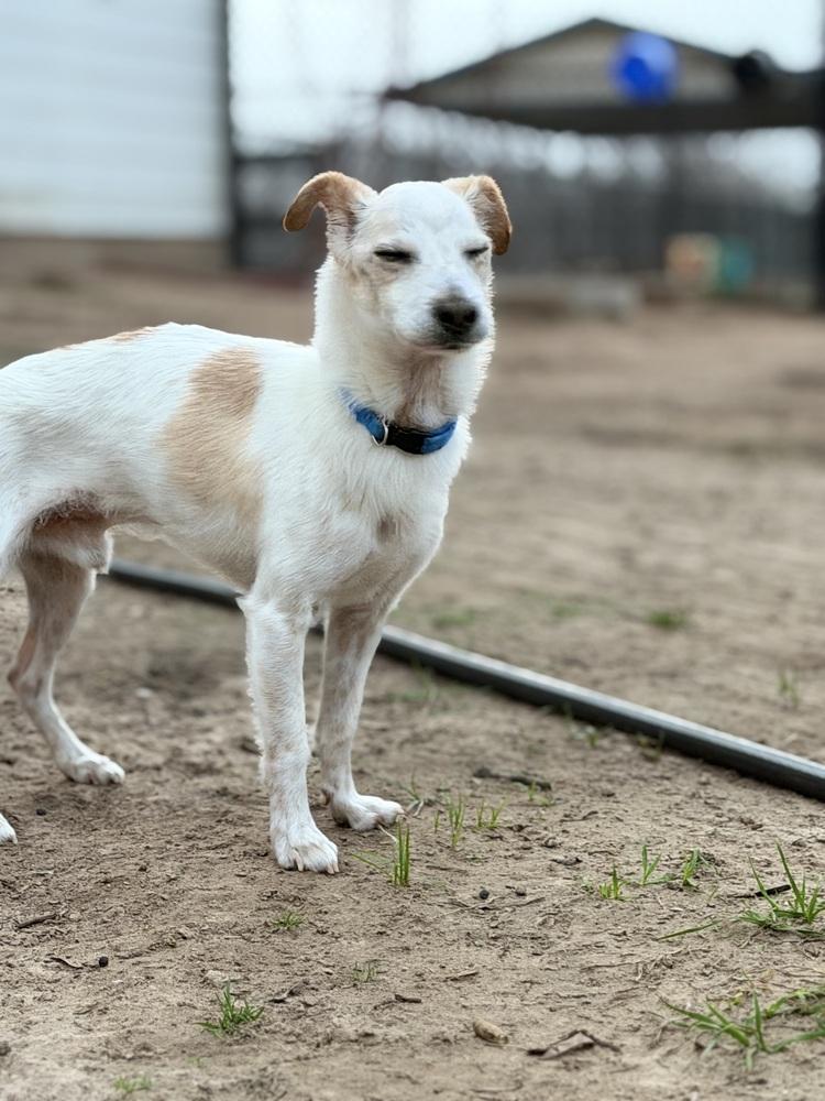 Enlarge Fletch, a Adoptable mixed breed in Richmond, TX image 2/6