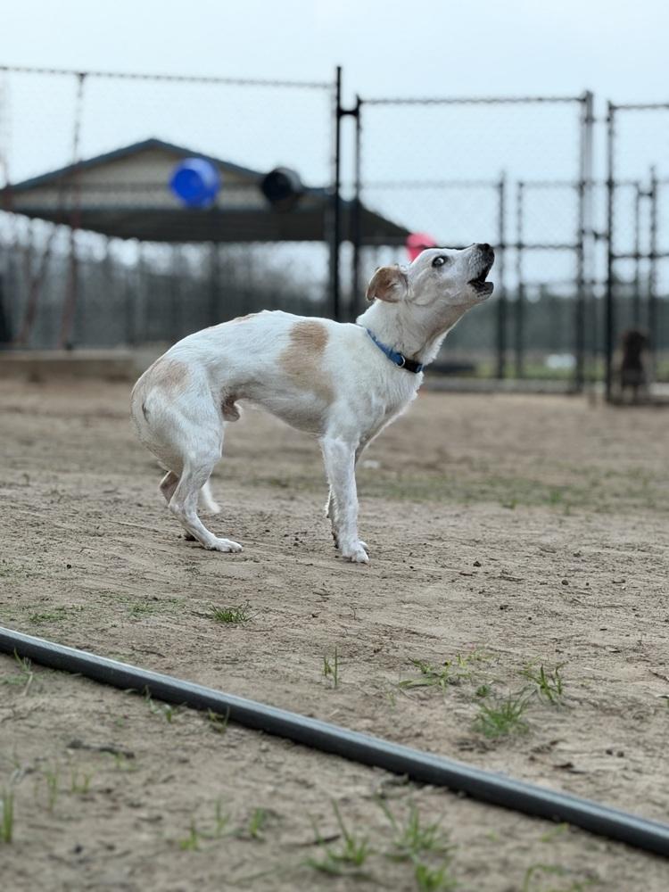 Enlarge Fletch, a Adoptable mixed breed in Richmond, TX image 6/6