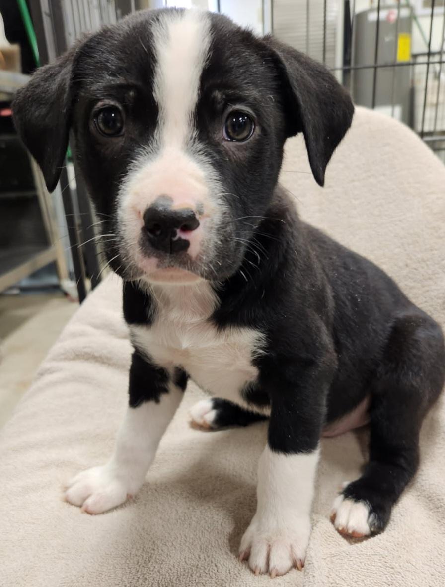 Enlarge Malone, an adopted Mixed Breed in Louisville, OH image 1/1