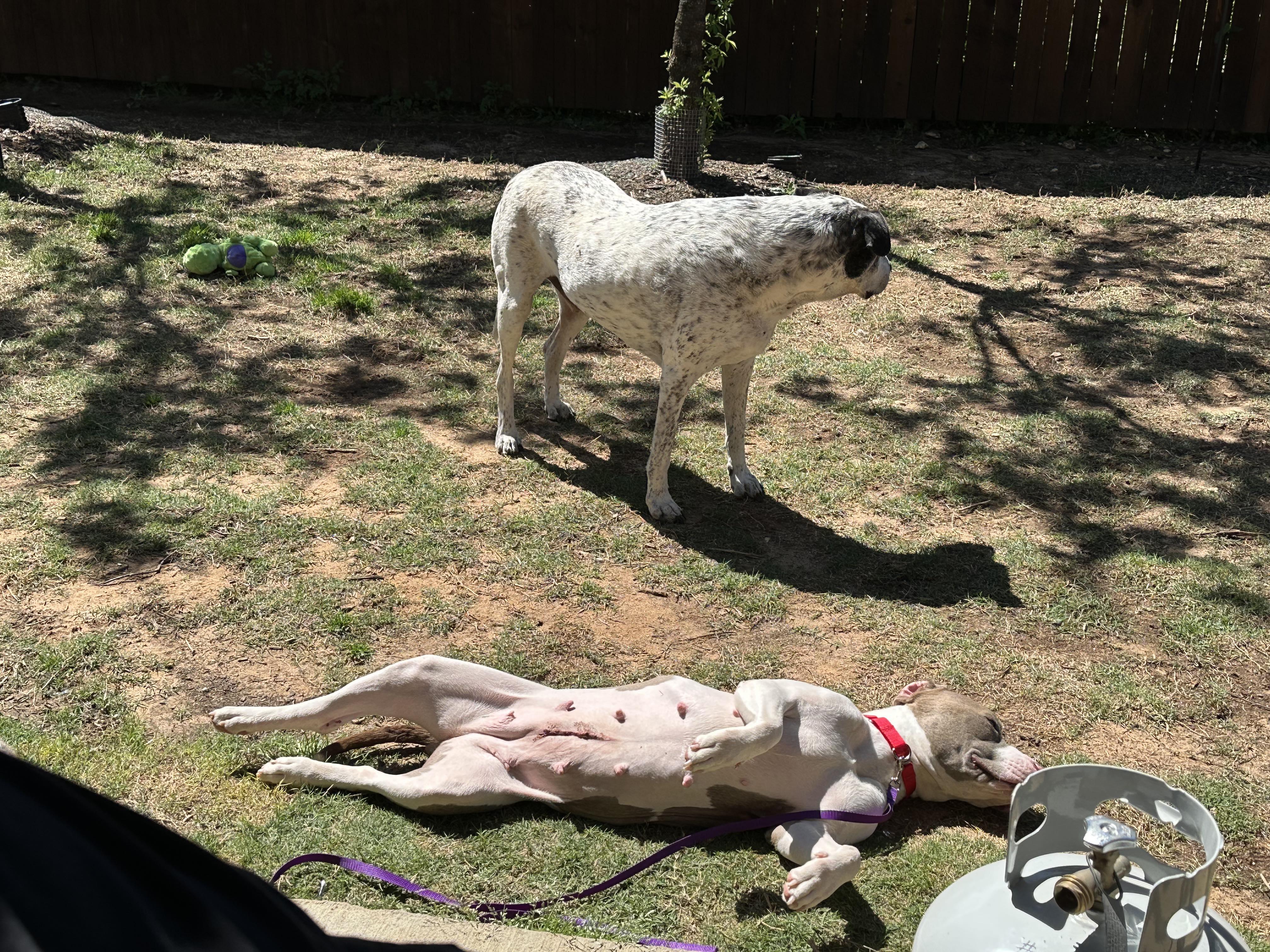June, Adopted, Adult Female Pit Bull Terrier.