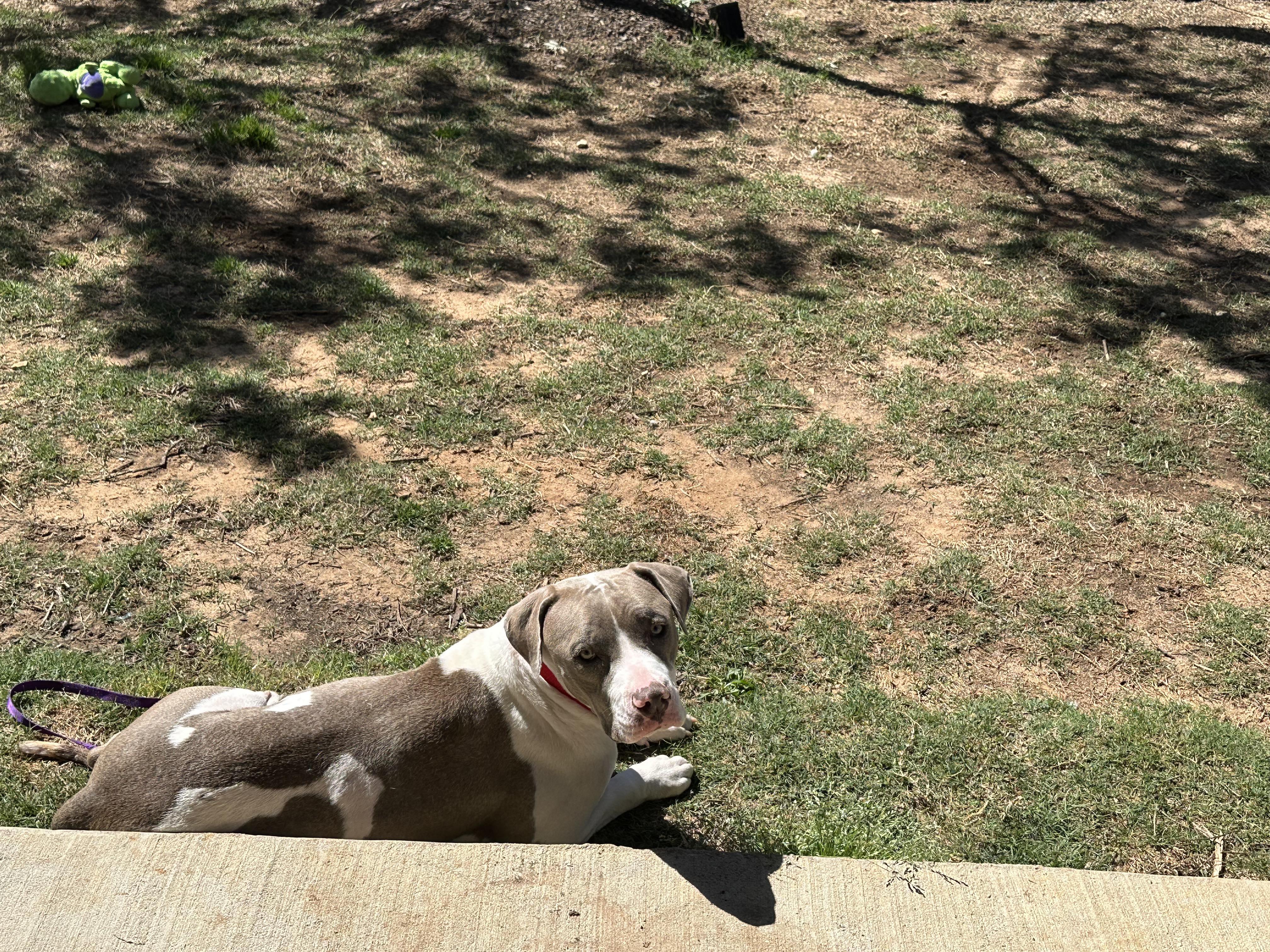 Enlarge June, a Adopted mixed breed in Arlee, MT image 5/6