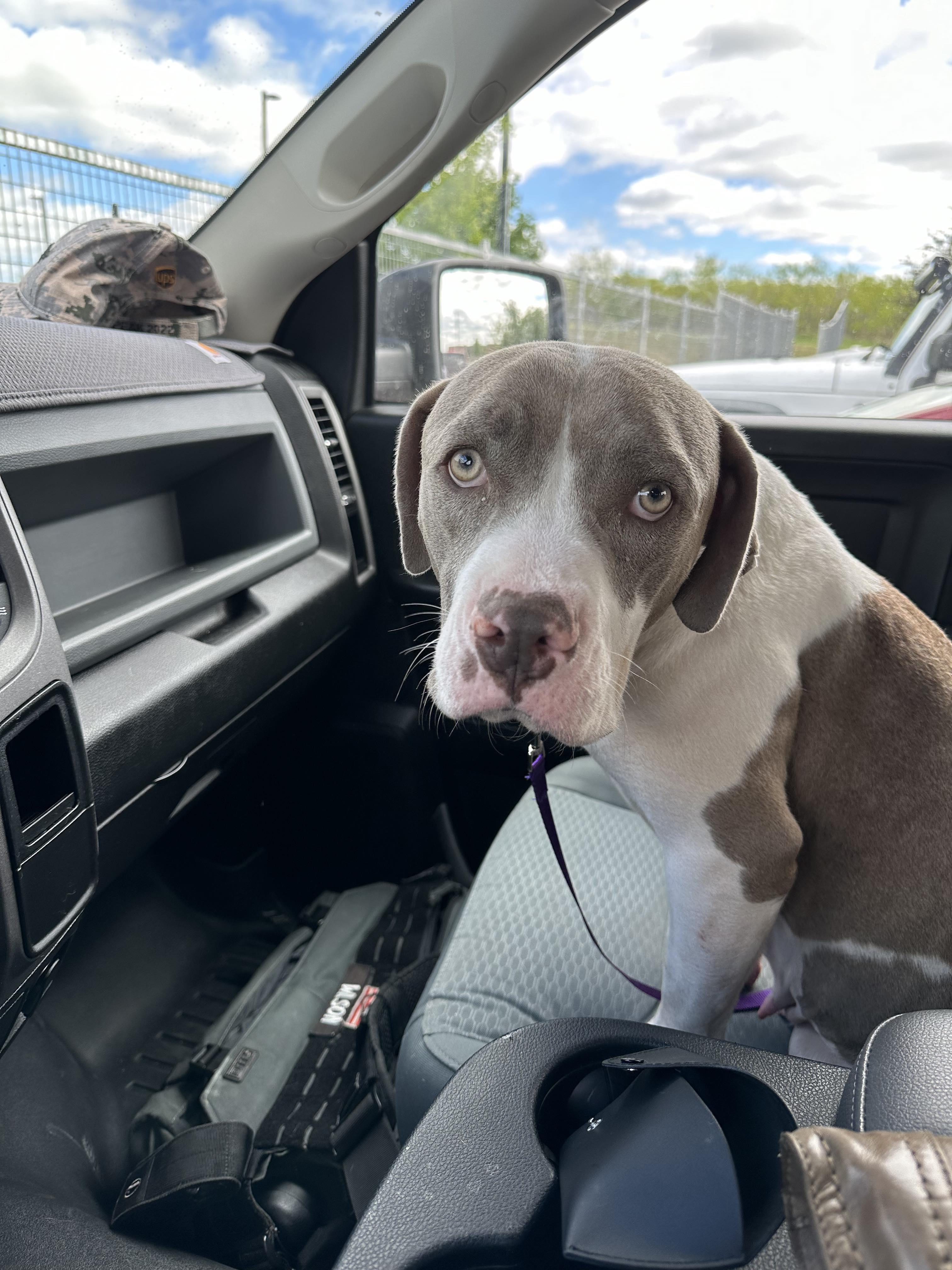 Enlarge June, a Adopted mixed breed in Arlee, MT image 6/6