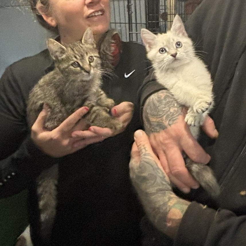 Hagrid, a Adopted American Shorthair in NEWARK, OH image 1/3