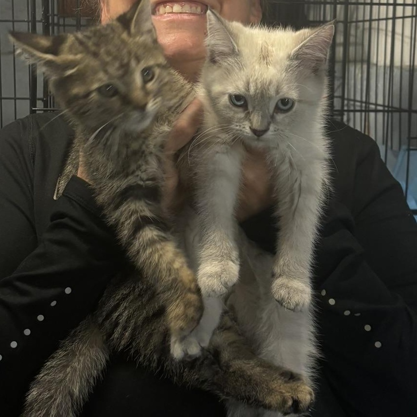 Hagrid, a Adopted American Shorthair in NEWARK, OH image 2/3