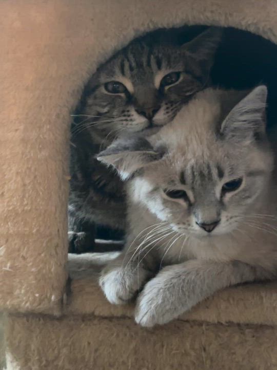 Enlarge Hagrid, a Adopted American Shorthair in NEWARK, OH video 3/3