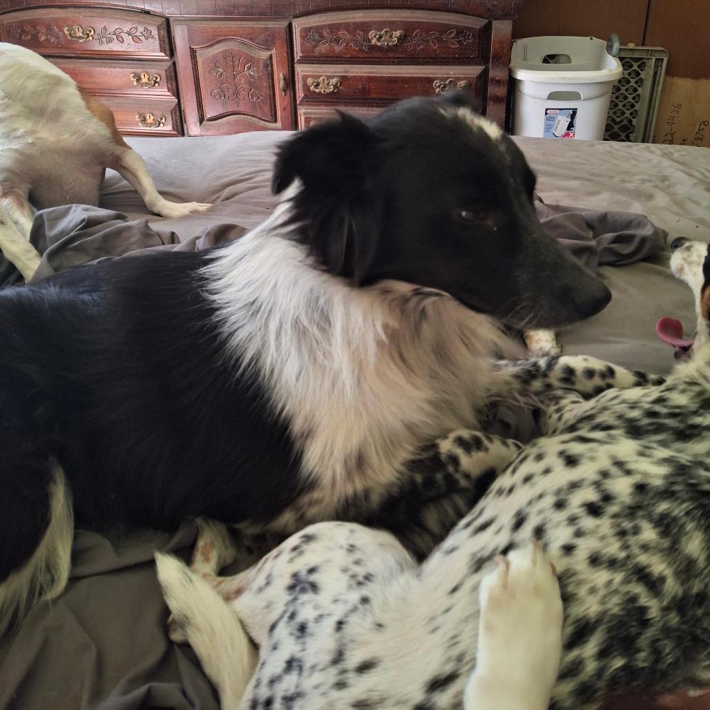 Enlarge Sandie, a Adoptable mixed breed in Rossville, GA image 1/3