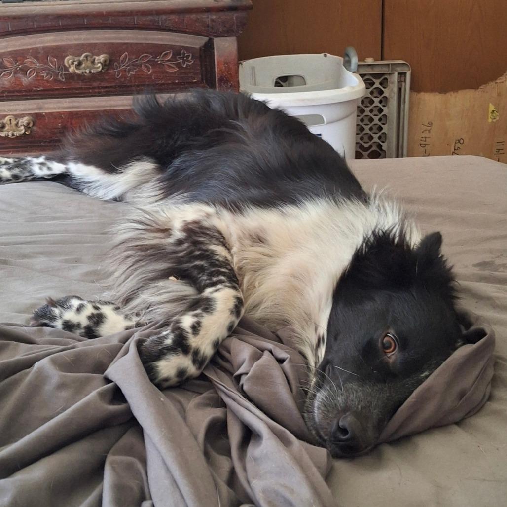 Enlarge Sandie, a Adoptable mixed breed in Rossville, GA image 2/3