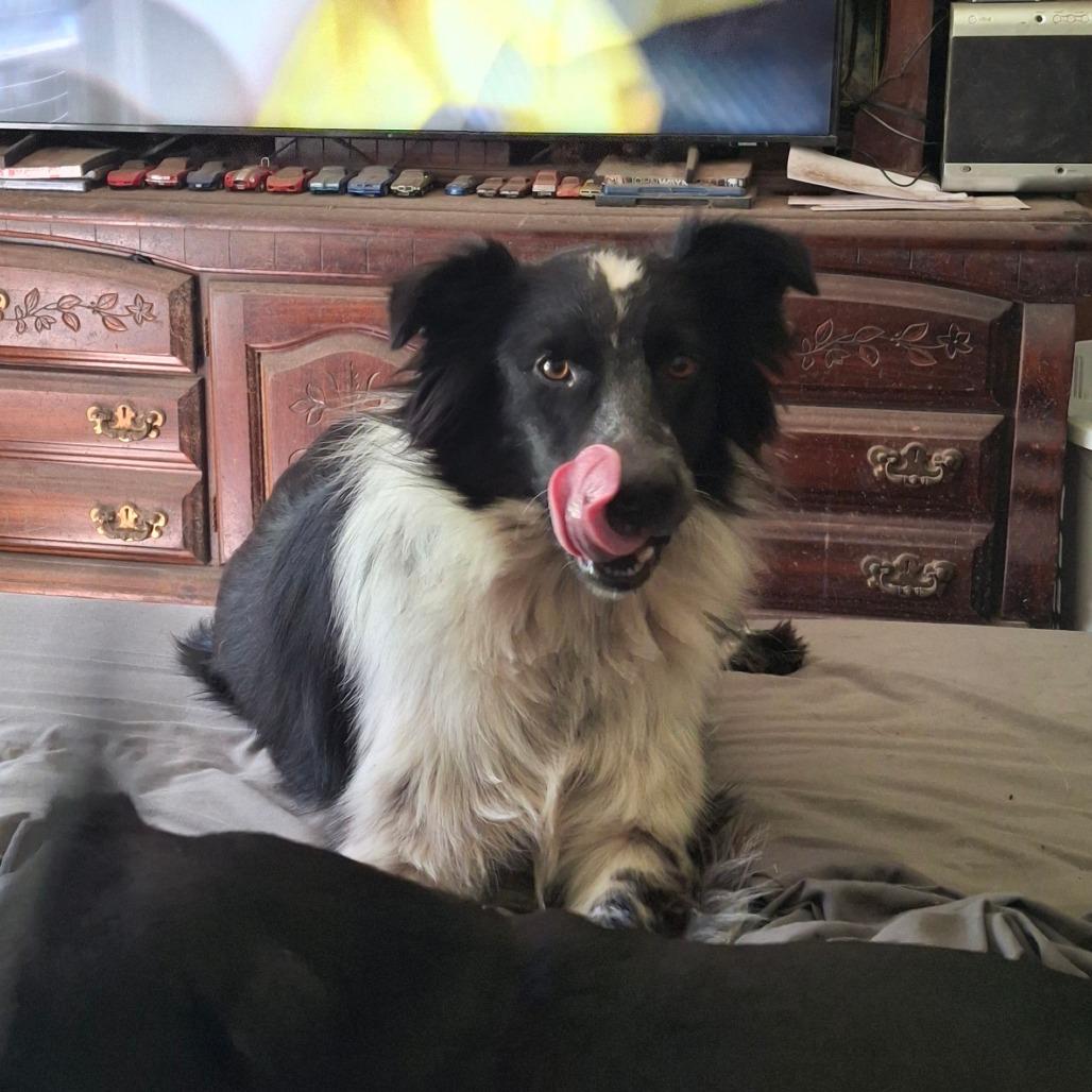 Enlarge Sandie, a Adoptable mixed breed in Rossville, GA image 3/3