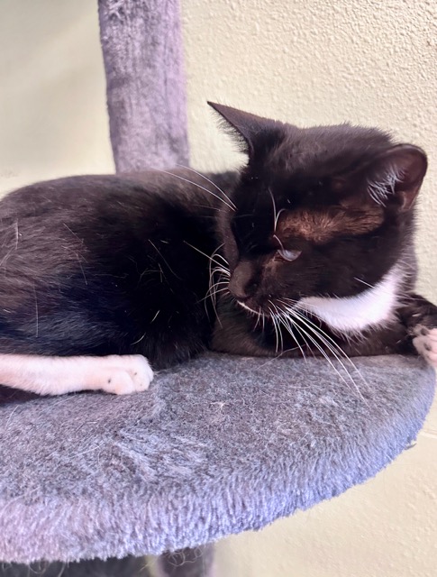 Athena, a Adoptable mixed breed in Englewood, FL image 1/2