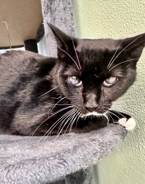 Athena, a Adoptable mixed breed in Englewood, FL image 2/2