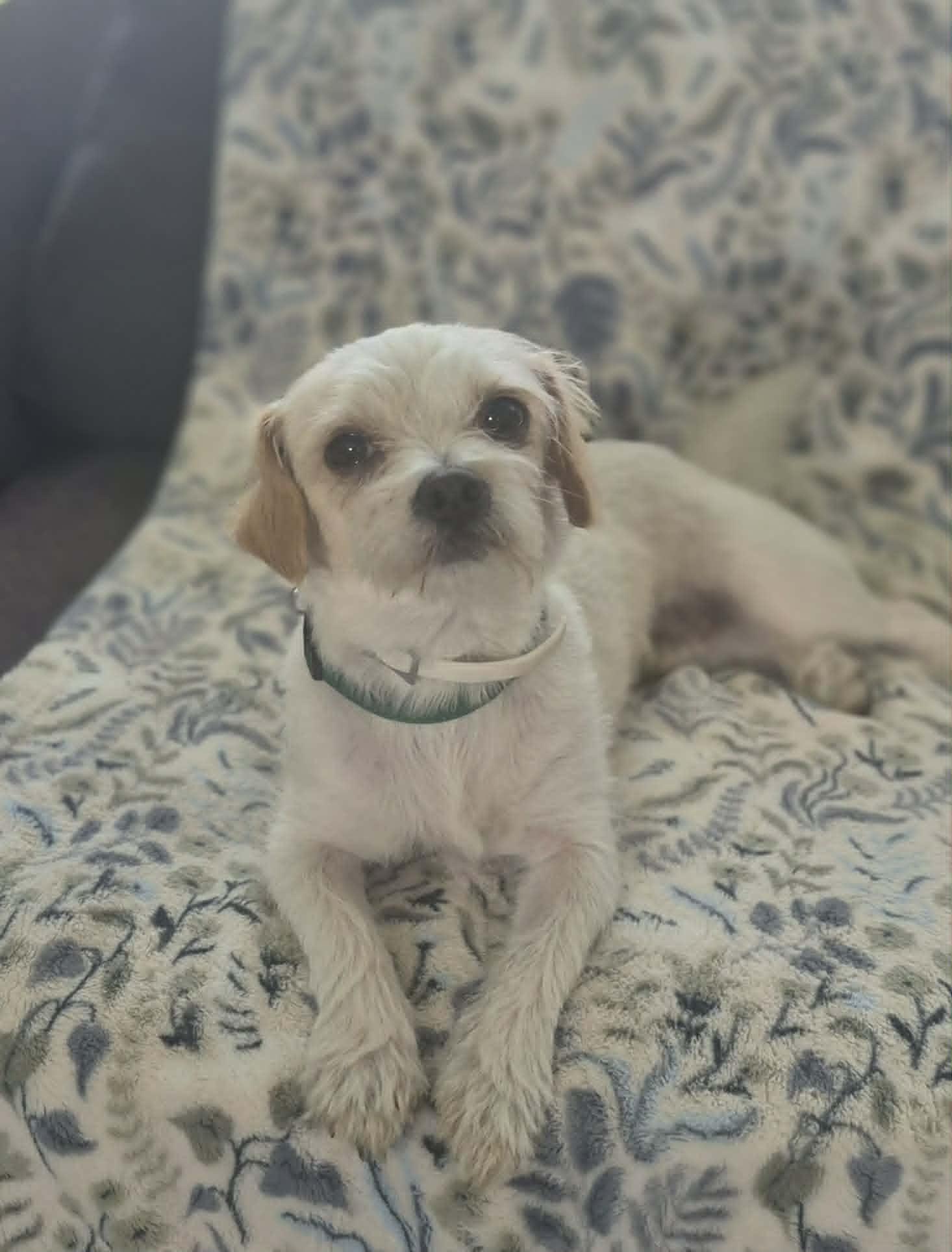 Percy, adopted, Young Male Miniature Poodle & Chihuahua.