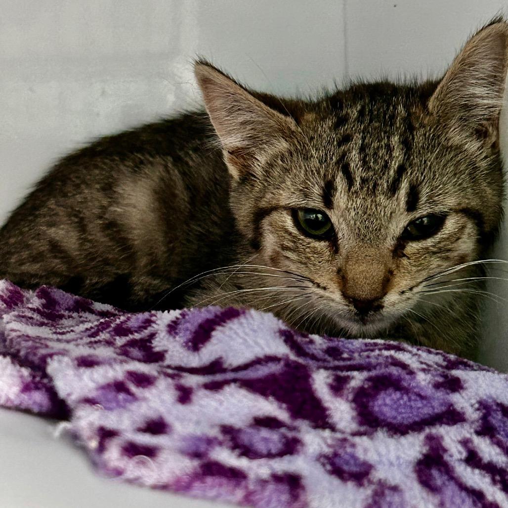 Reba, Adoptable, Kitten Female Domestic Short Hair.