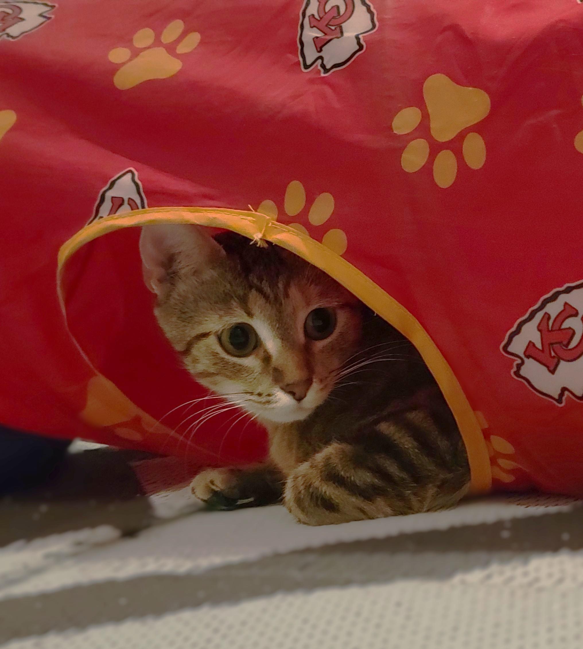 Jasmine, Adoptable, Kitten Female Tabby & Calico.