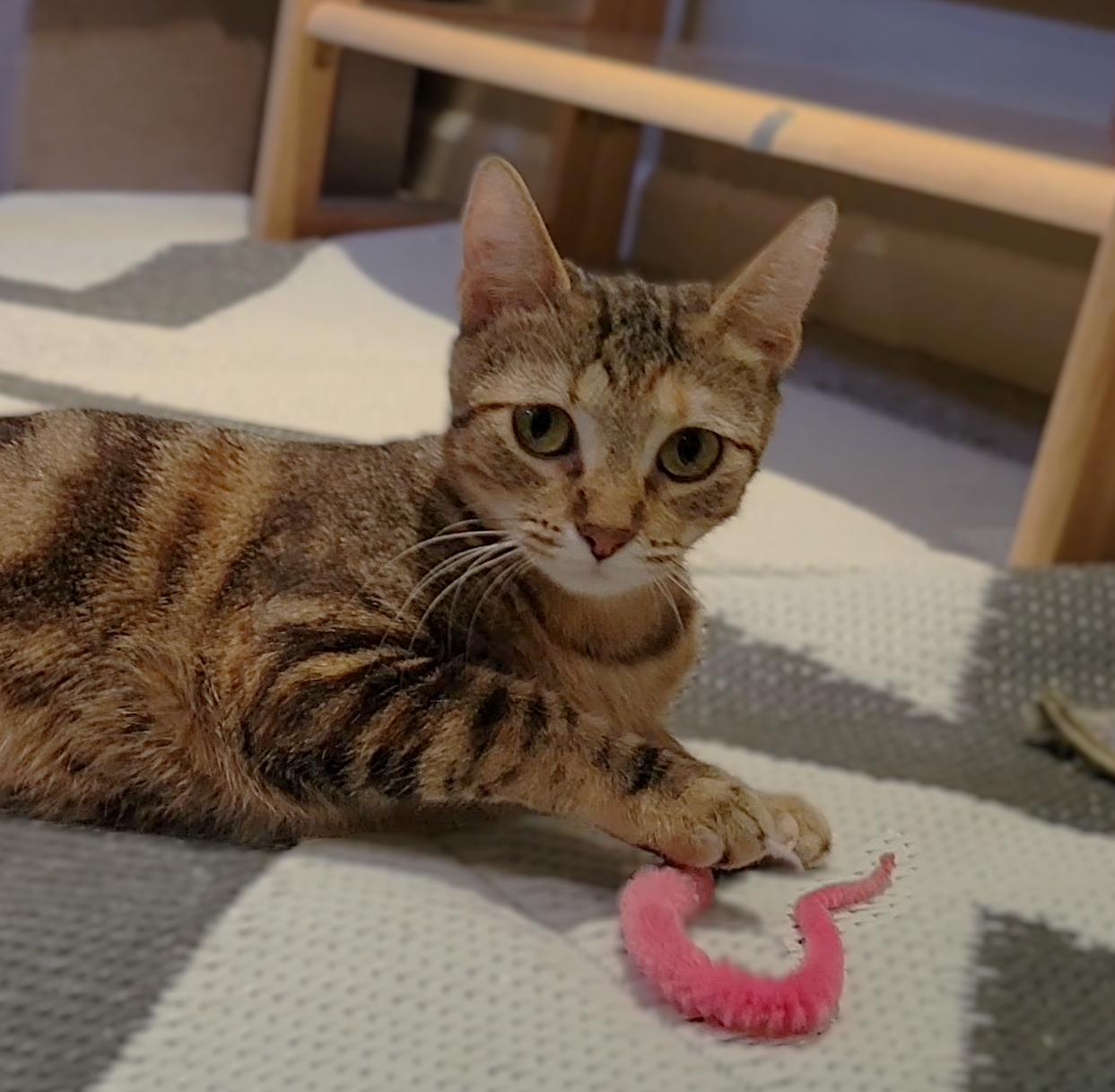 Jasmine, Adoptable, Kitten Female Siamese & Calico.