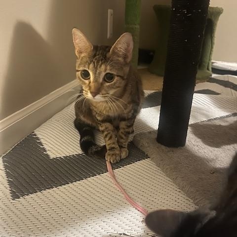 Enlarge Jasmine, a Adoptable mixed breed in OVERLAND PARK, KS image 2/5