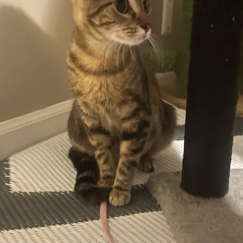 Enlarge Jasmine, a Adoptable mixed breed in OVERLAND PARK, KS image 3/5