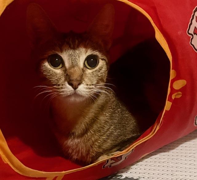 Jasmine, Adoptable, Young Female Tabby & Calico.