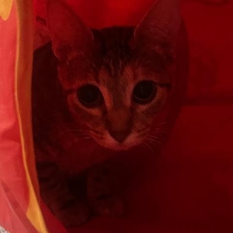 Enlarge Jasmine, a Adoptable mixed breed in OVERLAND PARK, KS image 5/5