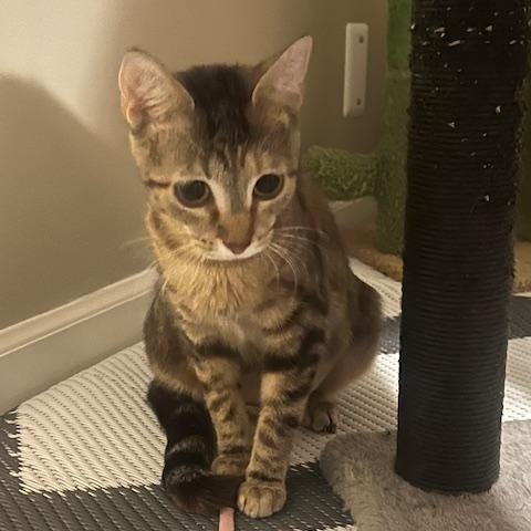 Enlarge Jasmine, a Adoptable mixed breed in OVERLAND PARK, KS image 4/5