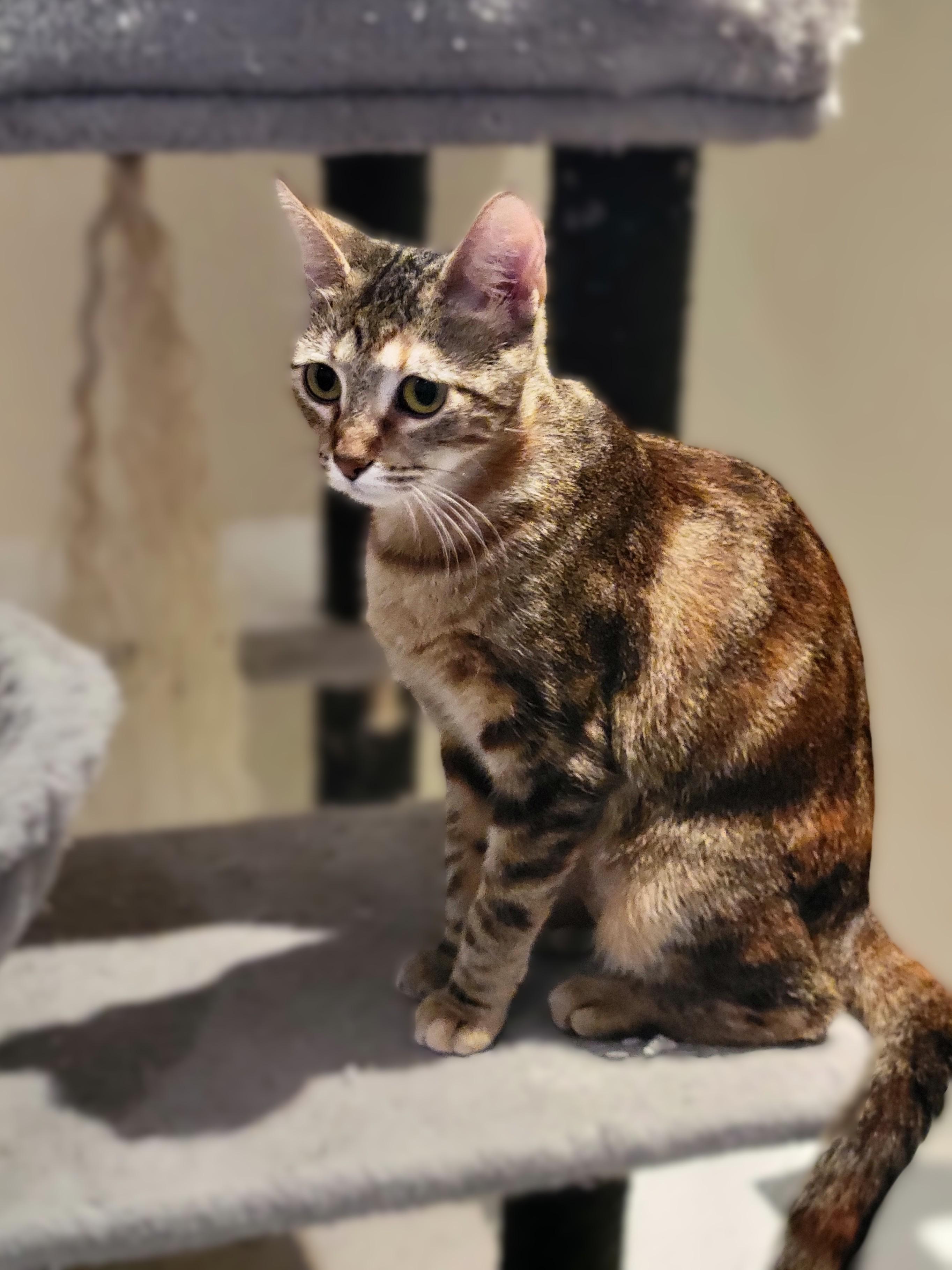 Enlarge Jasmine, a Adoptable mixed breed in OVERLAND PARK, KS image 5/5