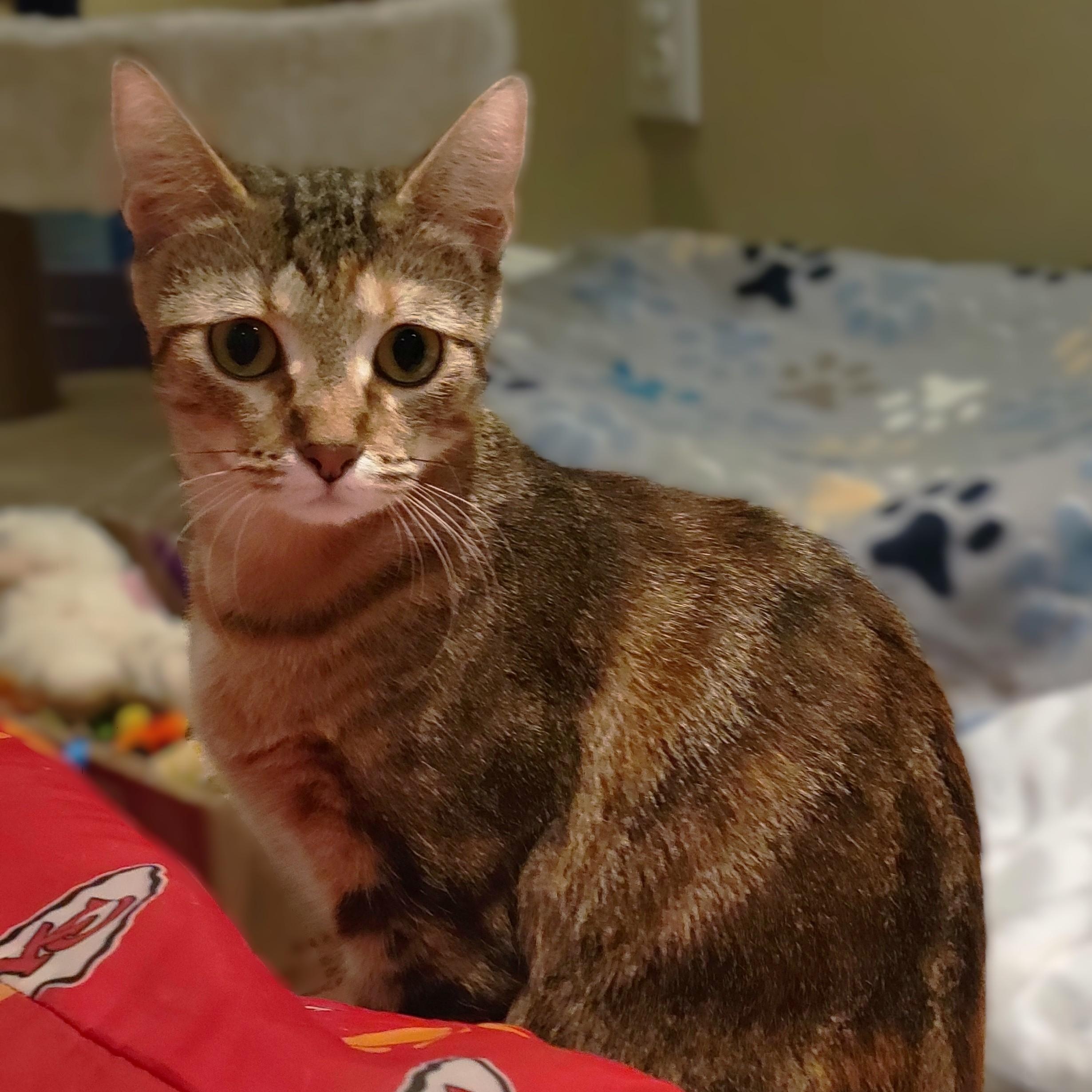 Enlarge Princess Jasmine, a Adoptable mixed breed in OVERLAND PARK, KS image 2/5