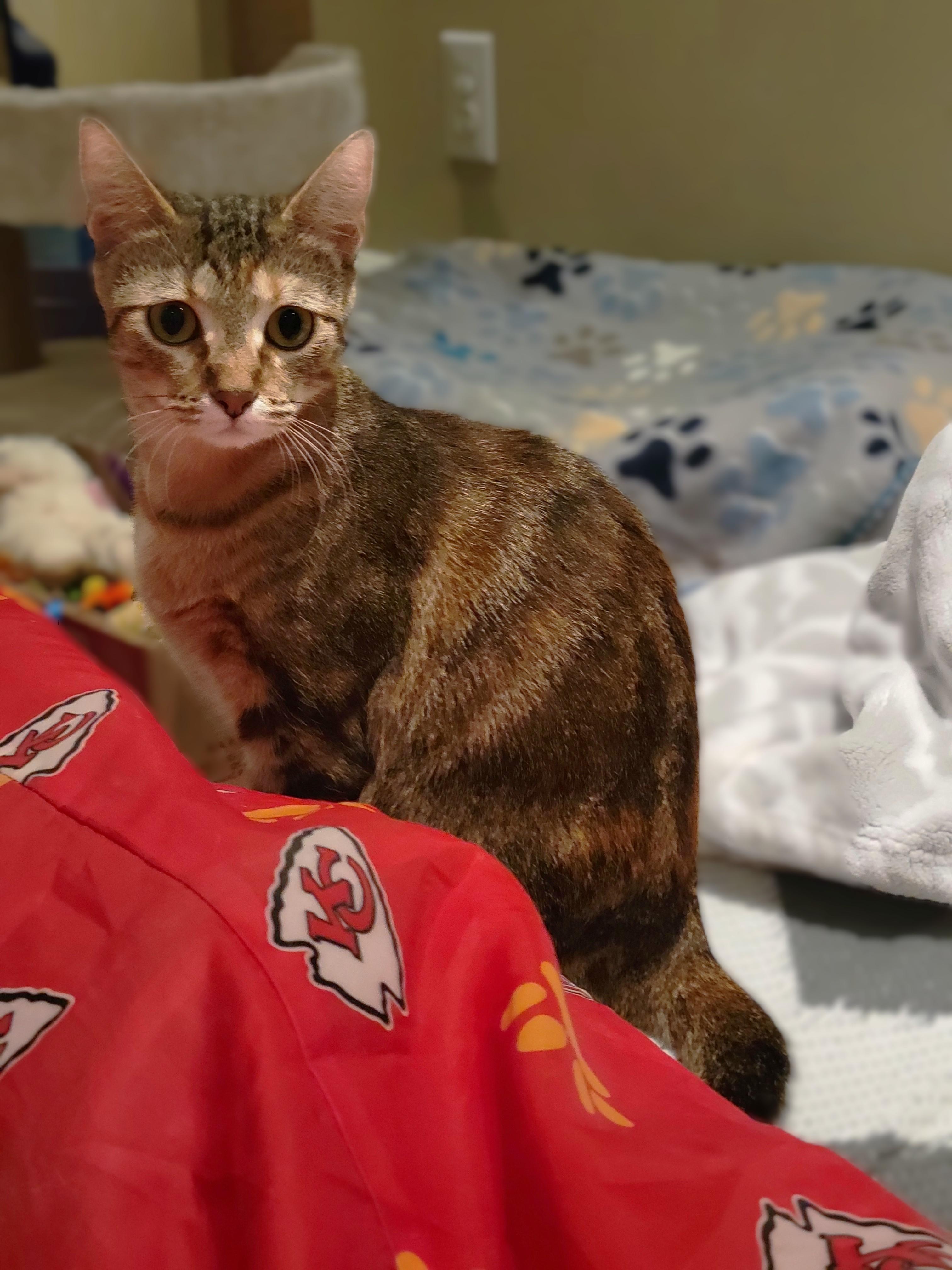 Enlarge Jasmine, a Adoptable mixed breed in OVERLAND PARK, KS image 3/5