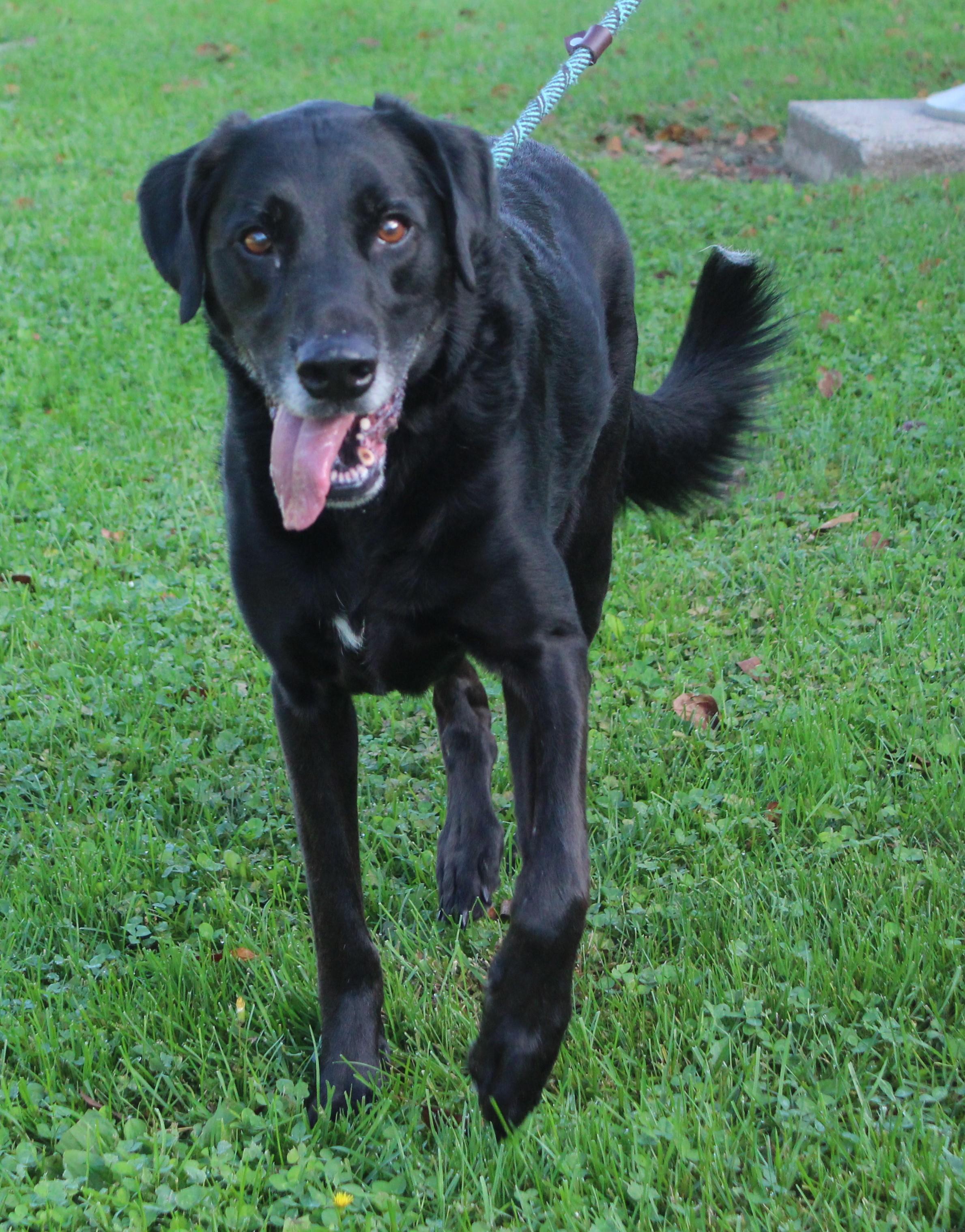 Darrell (5707), Adoptable, Adult Male Labrador Retriever.