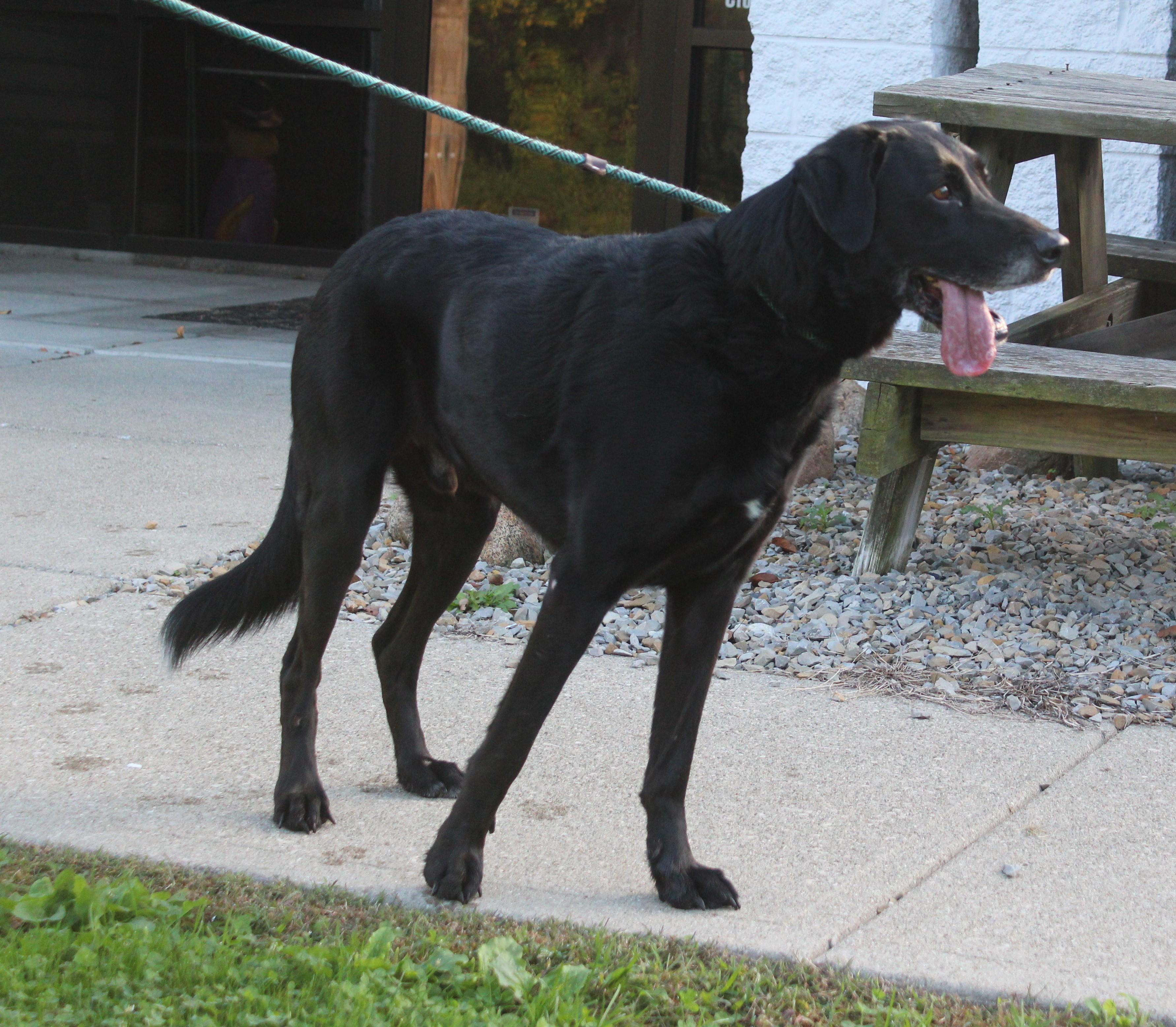 Enlarge Darrell (5707), a Adoptable mixed breed in Heath, OH image 2/2