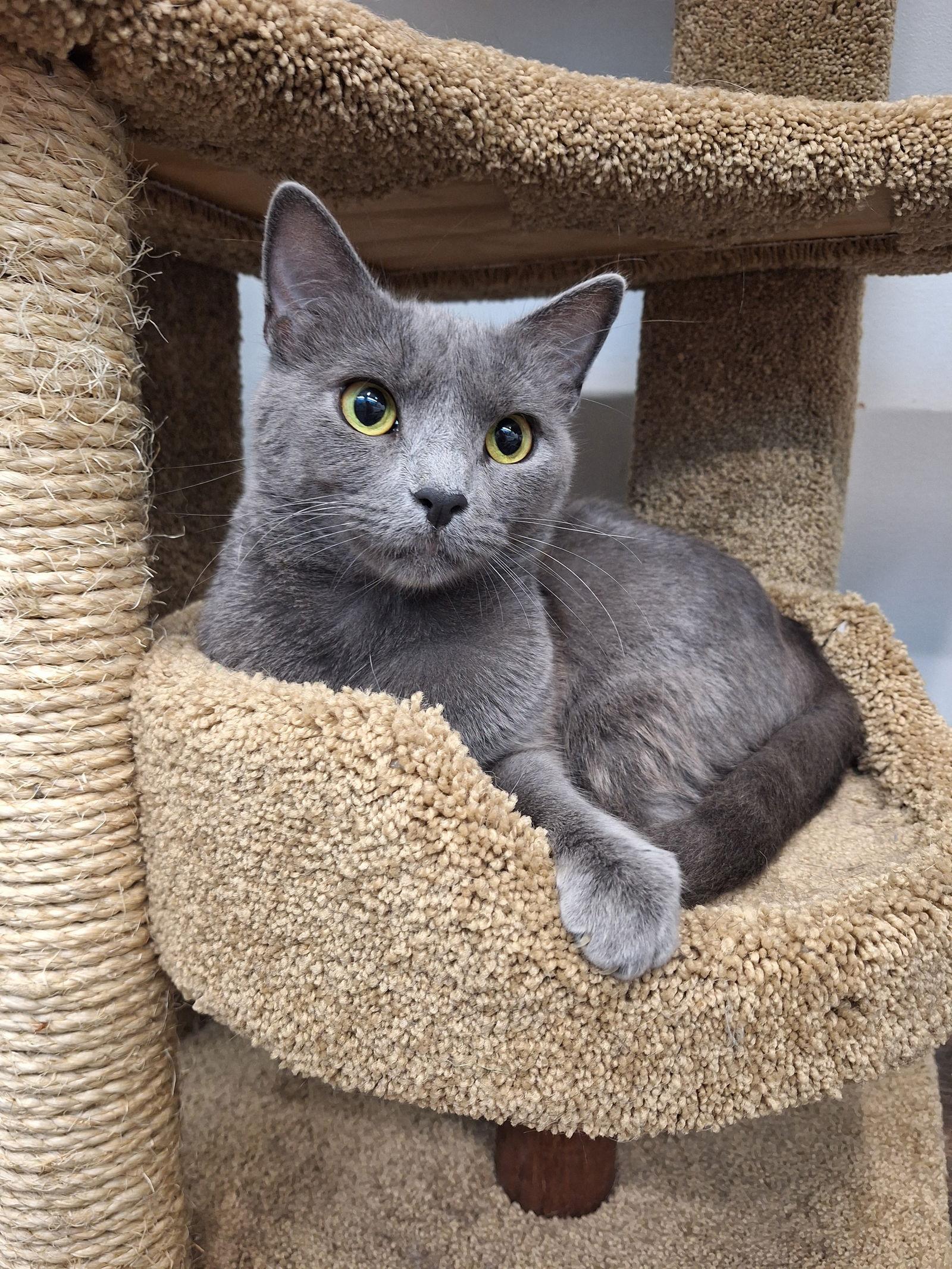 Enlarge Rain, a Adopted Domestic Short Hair in Chicago, IL image 1/3