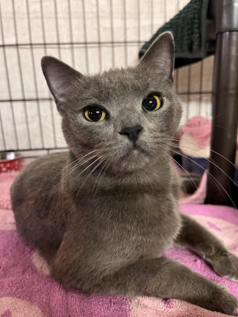 Enlarge Rain, a Adopted Domestic Short Hair in Chicago, IL image 2/3