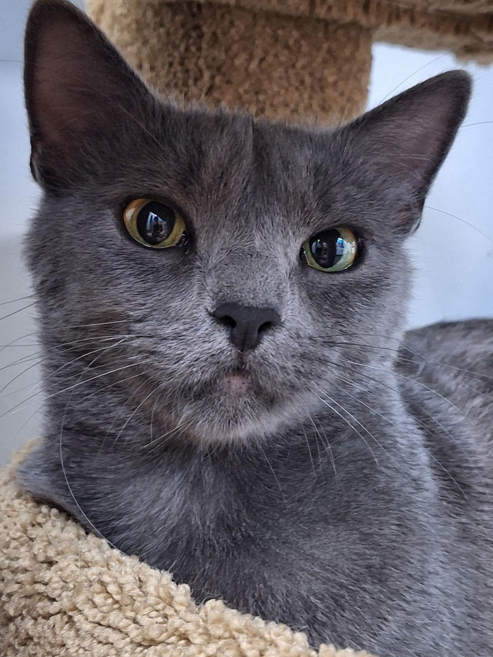 Enlarge Rain, a Adopted Domestic Short Hair in Chicago, IL image 3/3