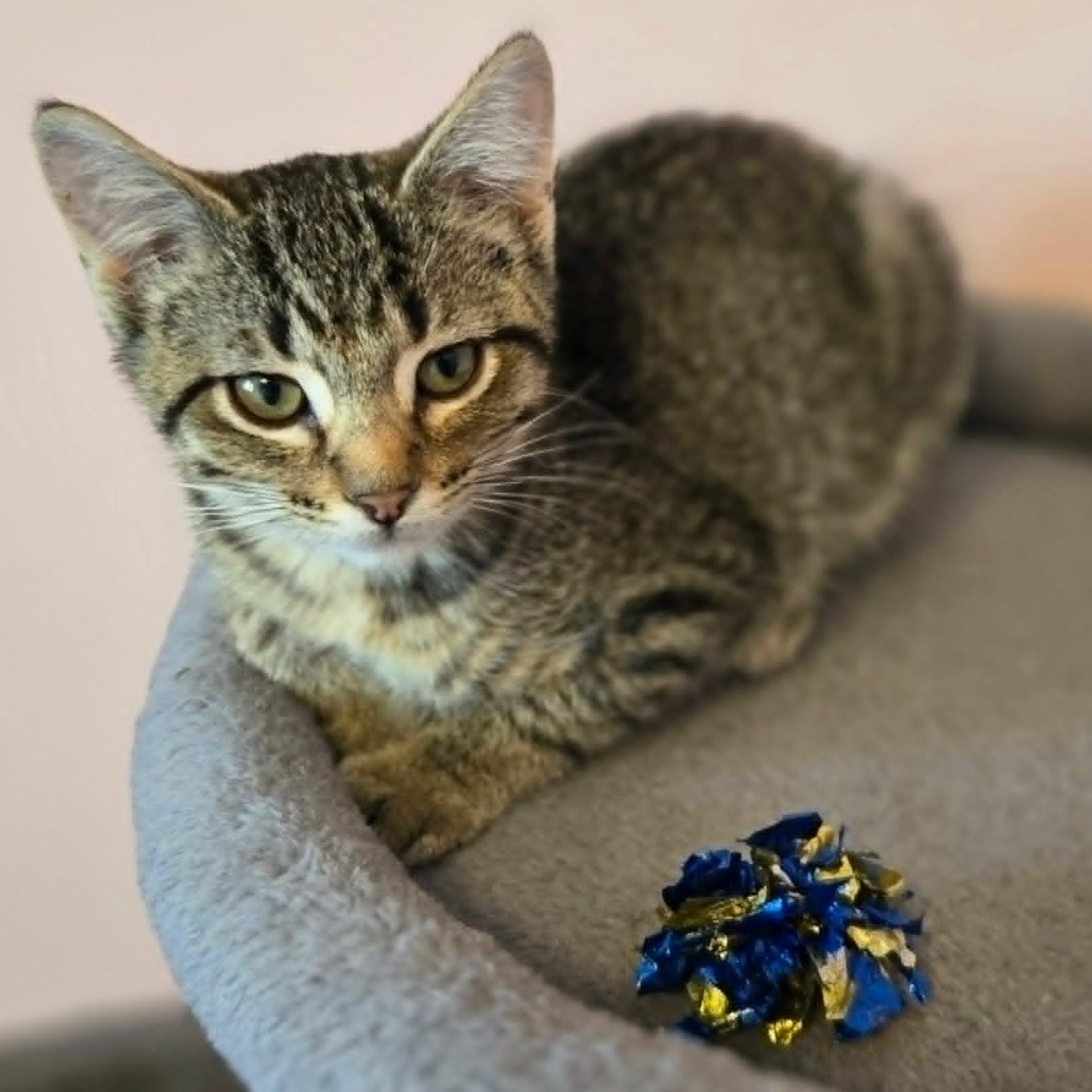 Enlarge Patsy (FIV) (at Hooves and Paws), a Adoptable Domestic Short Hair in Watertown, WI image 3/3