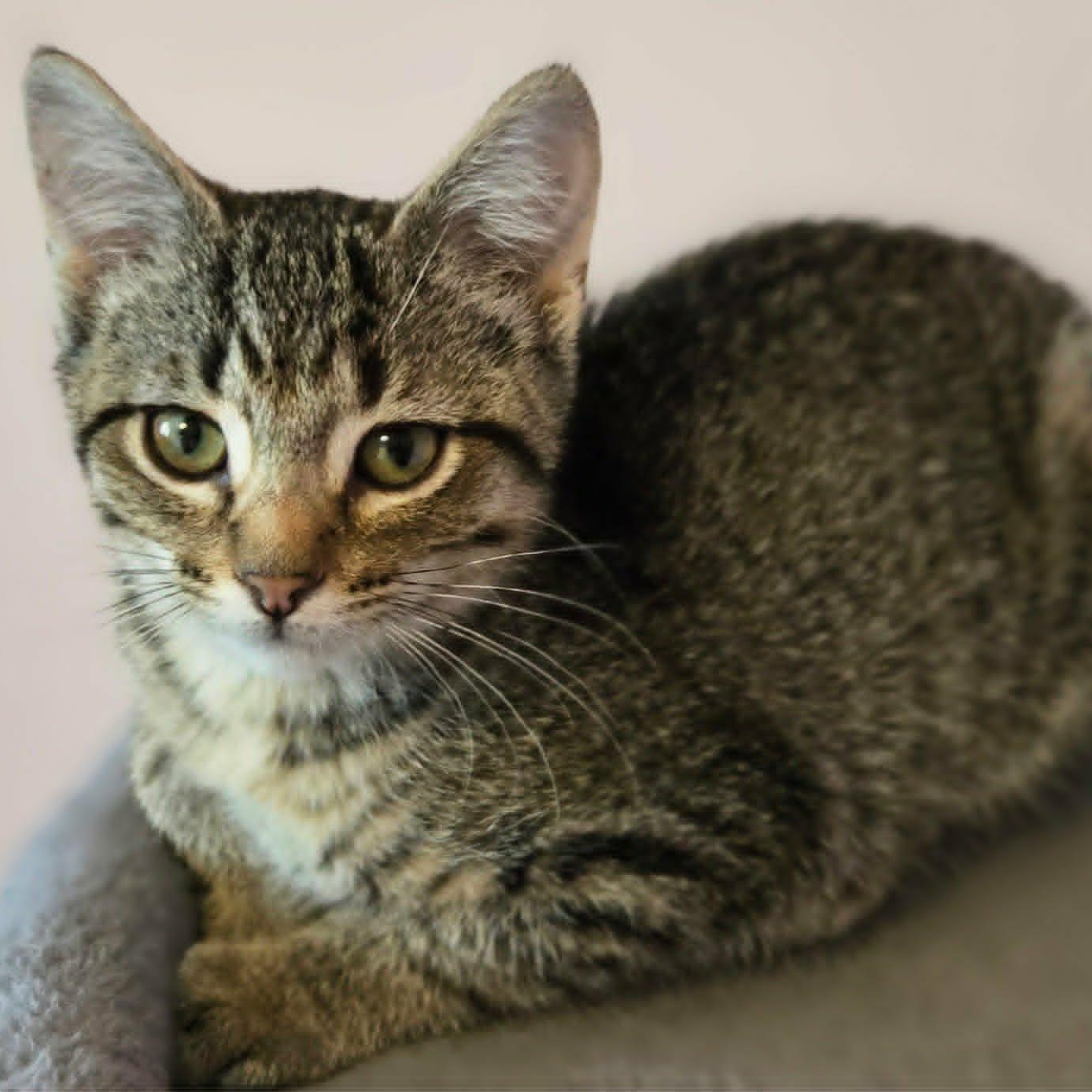 Enlarge Patsy (FIV) (at Hooves and Paws), a Adoptable Domestic Short Hair in Watertown, WI image 1/3