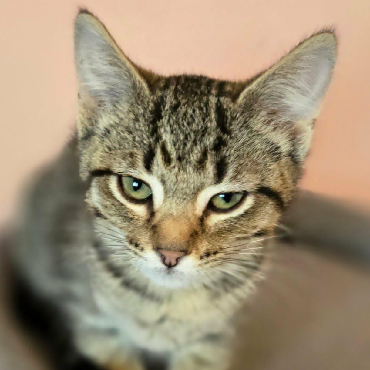 Enlarge Patsy (FIV) (at Hooves and Paws), a Adoptable Domestic Short Hair in Watertown, WI image 2/3