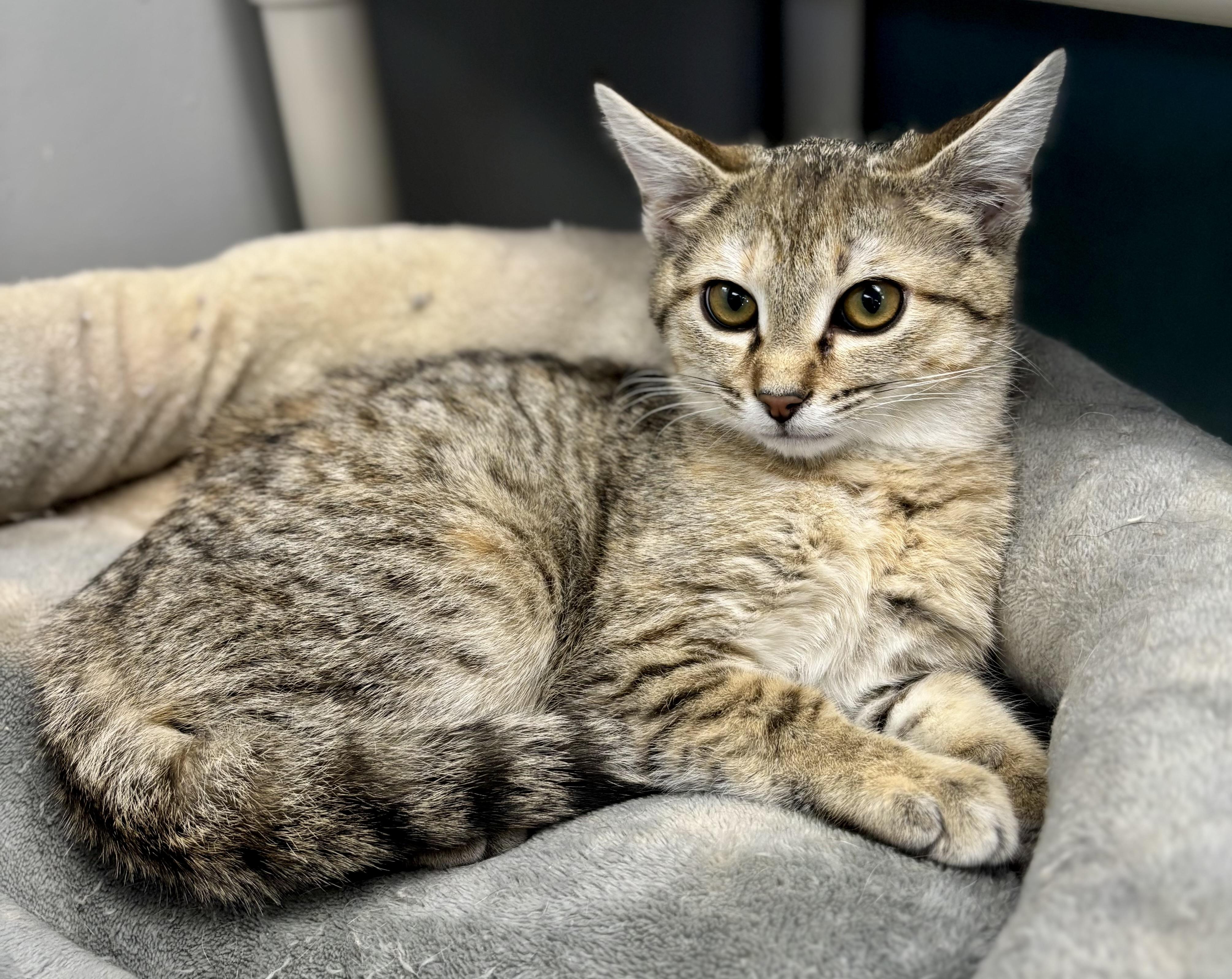 Shy, a ADOPTABLE Domestic Short Hair in Bardstown, KY image 2/6