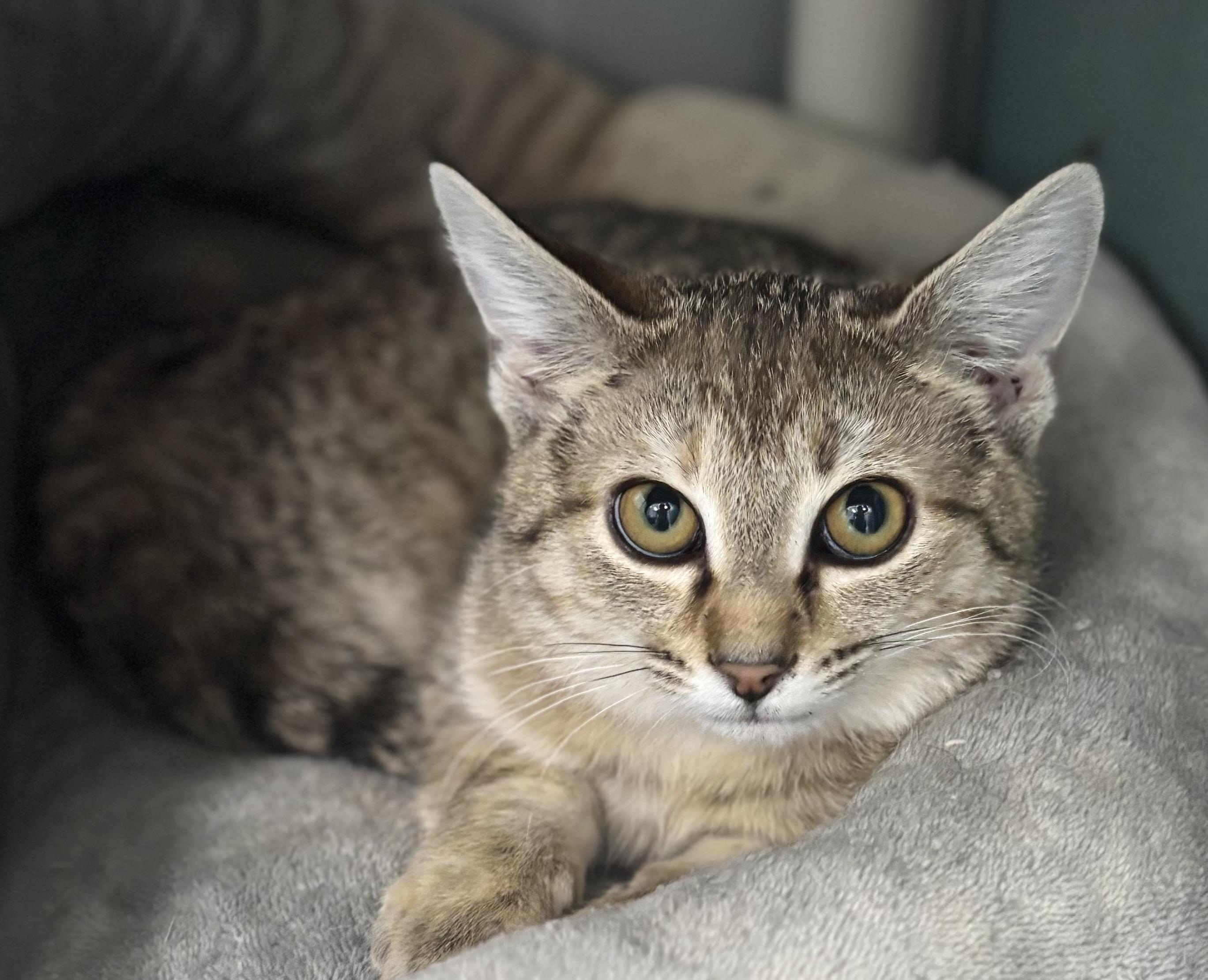 Shy, a ADOPTABLE Domestic Short Hair in Bardstown, KY image 6/6