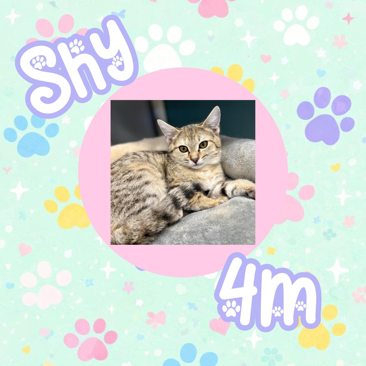 Shy, a ADOPTABLE Domestic Short Hair in Bardstown, KY image 4/6