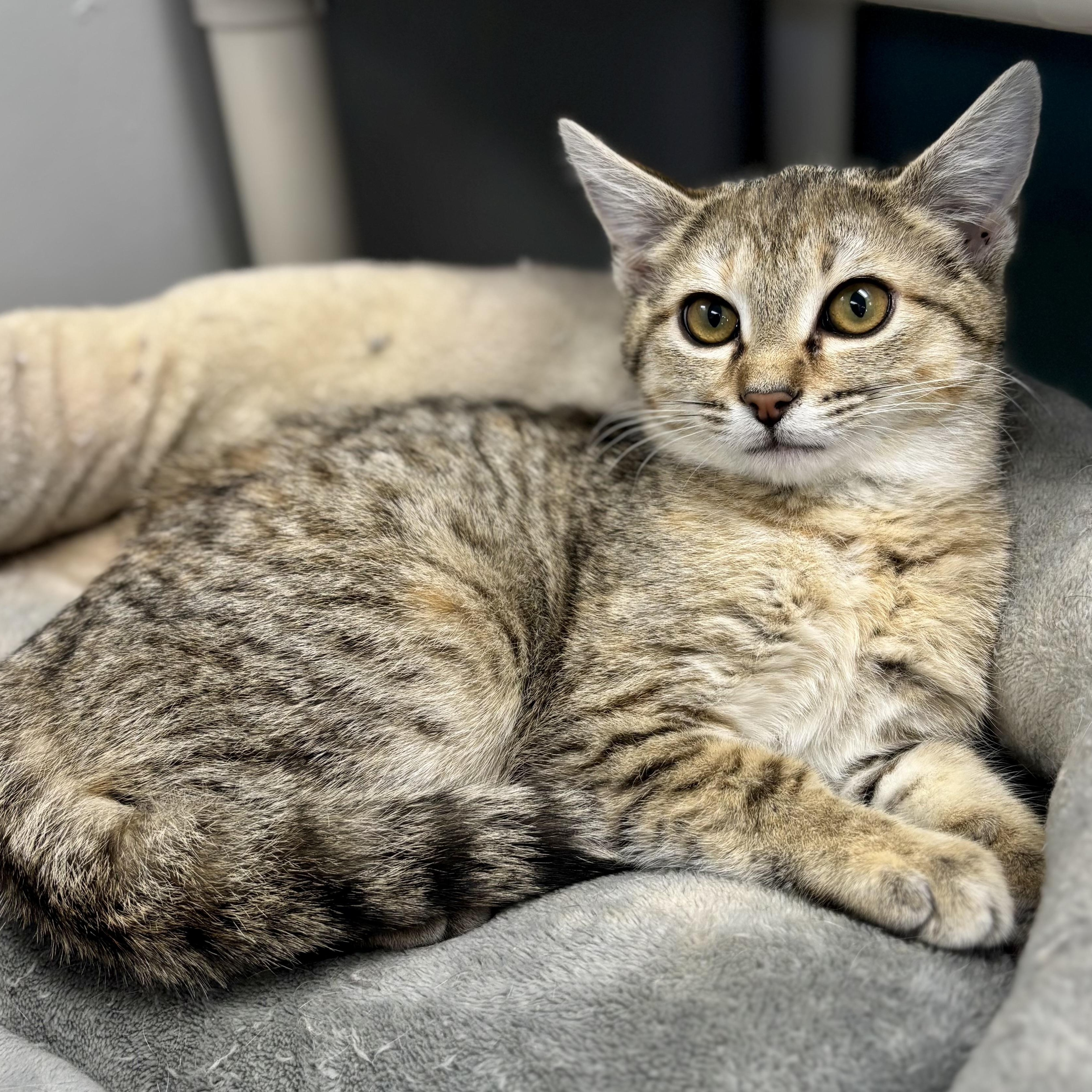Shy, a ADOPTABLE Domestic Short Hair in Bardstown, KY image 1/6