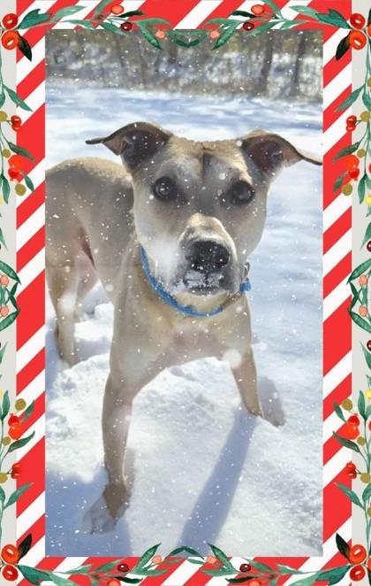 Nikola, Adoptable, Adult Male Mixed Breed & Mixed Breed.