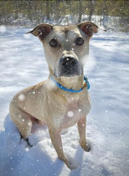 Enlarge Nikola, a Adoptable Mixed Breed in Independence, MO image 2/3