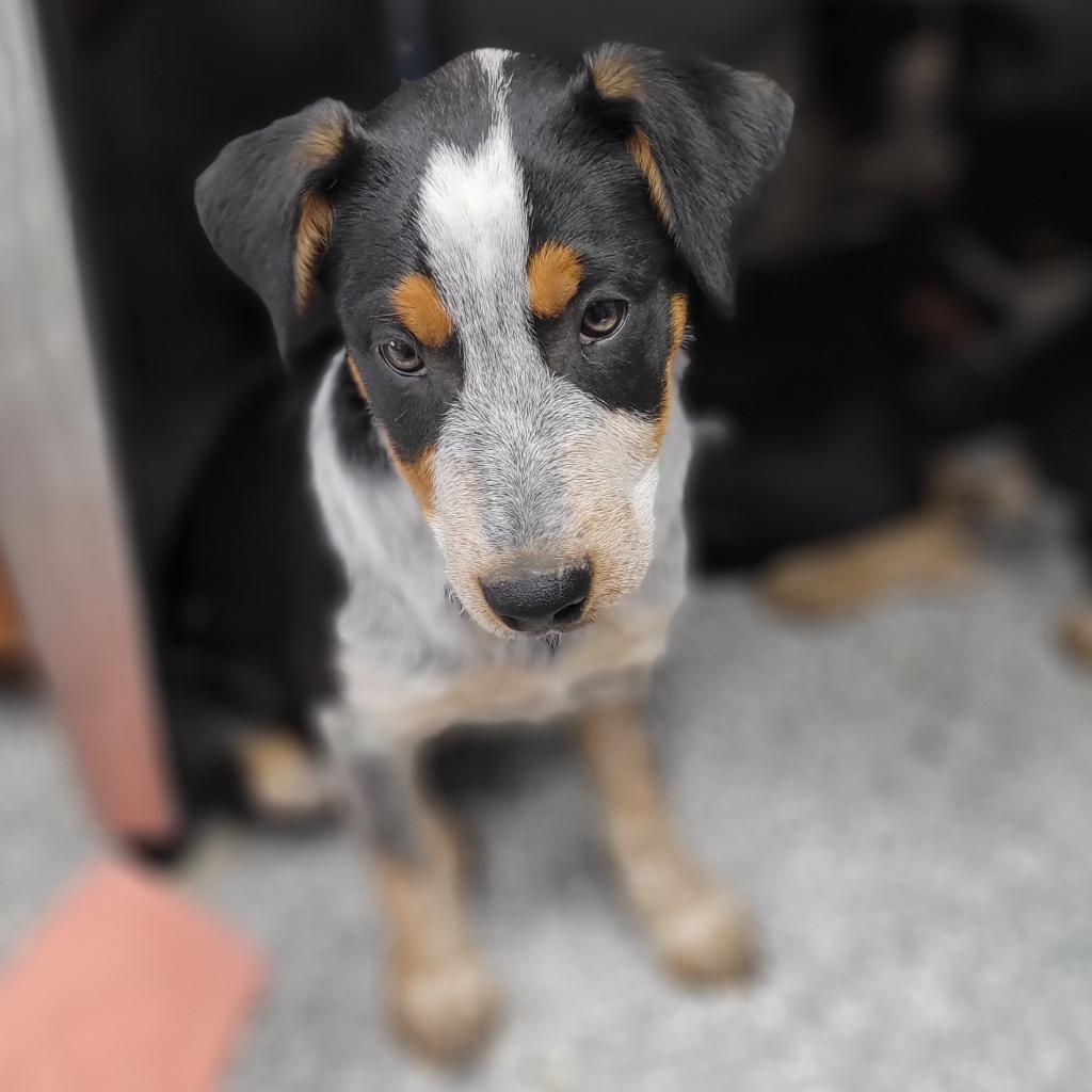 Riff, a Adoptable mixed breed in Carroll, IA image 1/3