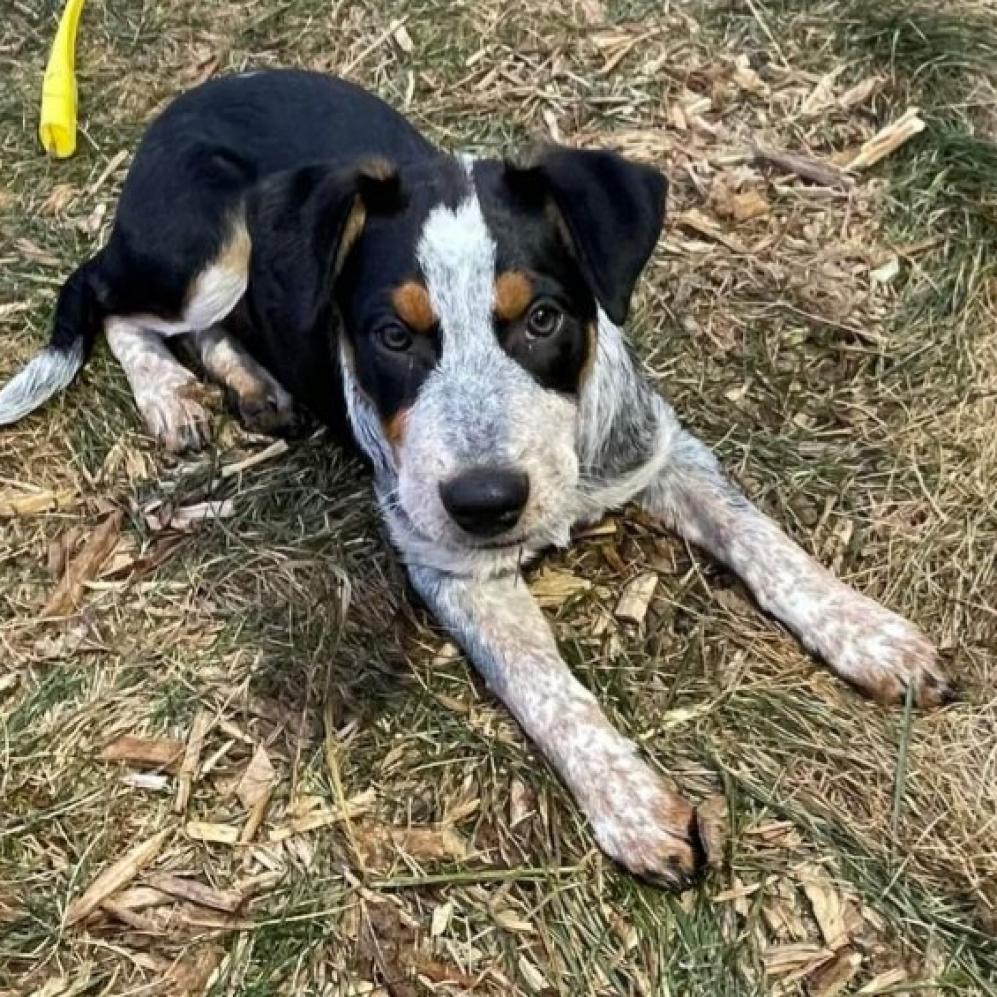 Riff, a Adoptable mixed breed in Carroll, IA image 2/3