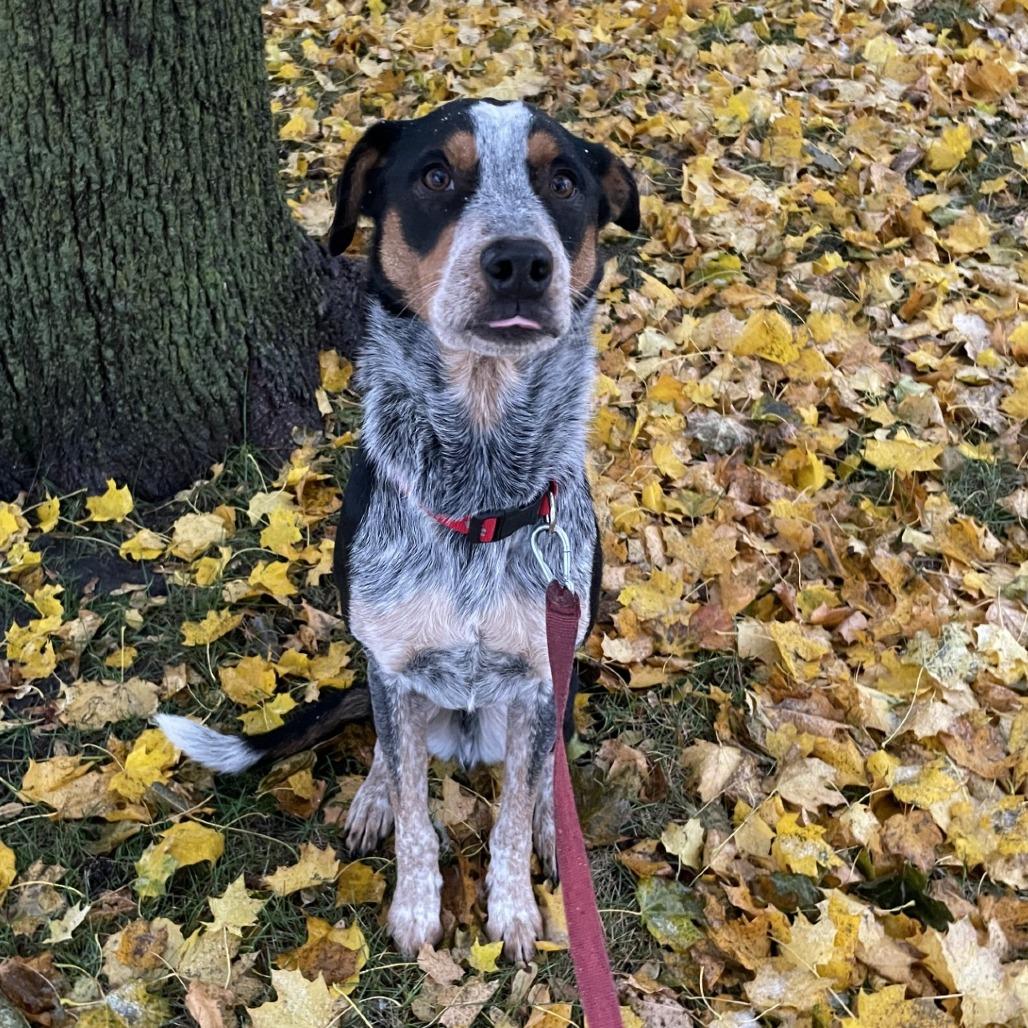 Riff, a Adoptable mixed breed in Carroll, IA image 3/3