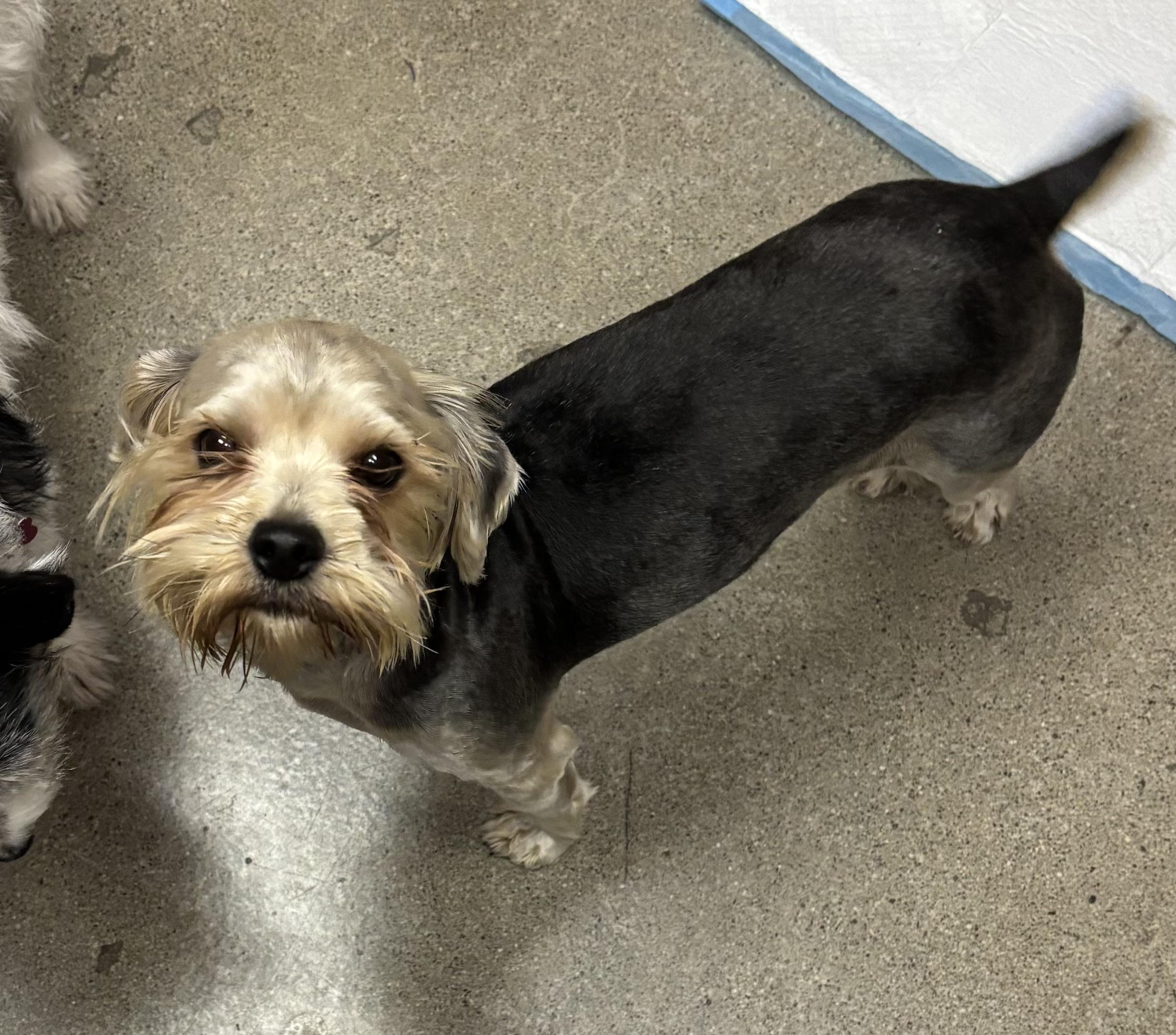 Enlarge Earl Grey, an adopted Yorkshire Terrier in Thousand Oaks, CA image 2/2