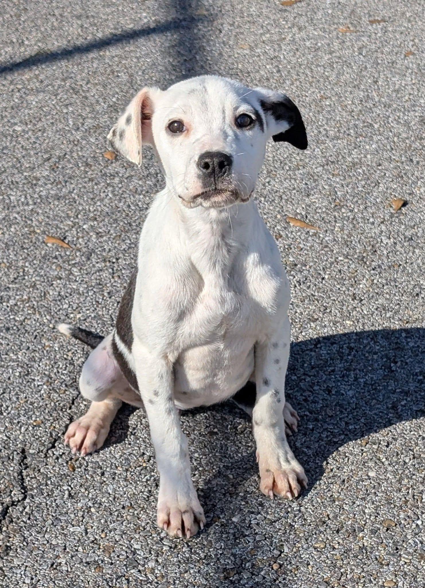 Enlarge Holiday, a ADOPTABLE mixed breed in Marion, MS image 1/1