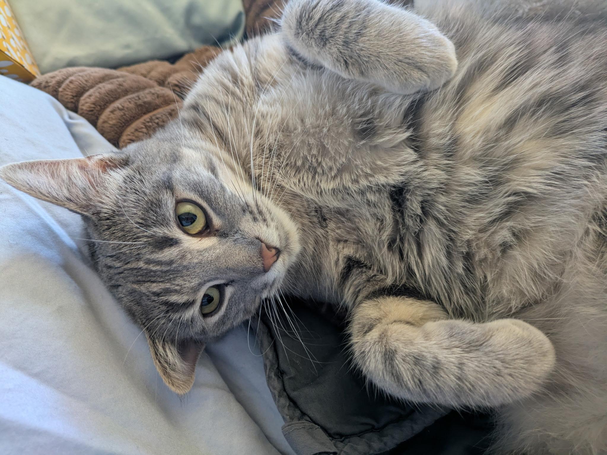 Enlarge Mer, a Adoptable Domestic Short Hair in Frankfort, MI image 2/3