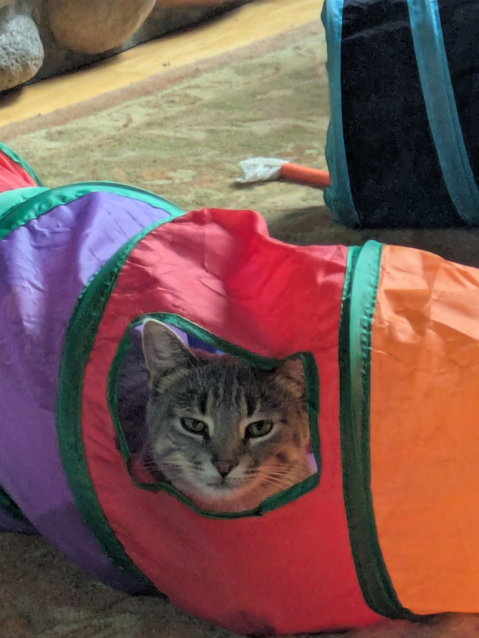Enlarge Mer, a Adoptable Domestic Short Hair in Frankfort, MI image 3/3