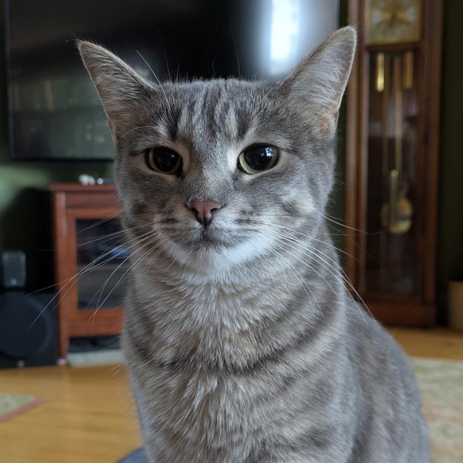 Enlarge Mer, a Adoptable Domestic Short Hair in Frankfort, MI image 1/3