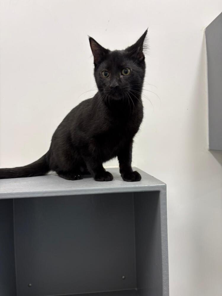 Enlarge Dusty, a Adoptable Domestic Short Hair in Orlando, FL image 1/6